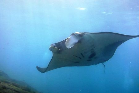 Bali Scuba Diving at Nusa Penida Manta Point For Certified Diver