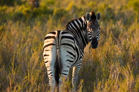 2-Hour Game Drive at the Plettenberg Bay Game Reserve