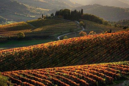 Chianti Half-day Wine Tour in the Tuscan's Hills from Pisa