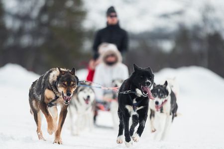 Dog Sled Tour and Husky Cuddles