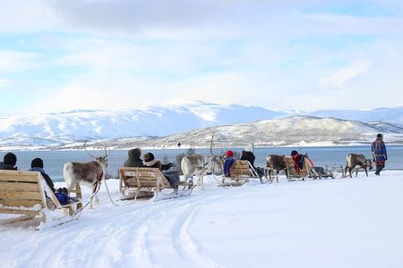 Reindeer Sledding Experience and Sami Culture Tour from Tromso