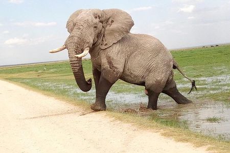 Tsavo East & west, Amboseli 5days from Mombasa