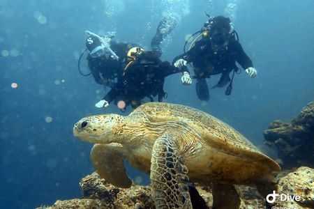 TRY SCUBA (non diver)