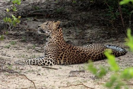 All Inclusive Wilpattu National Park Safari Day Tour from Colombo & Negombo