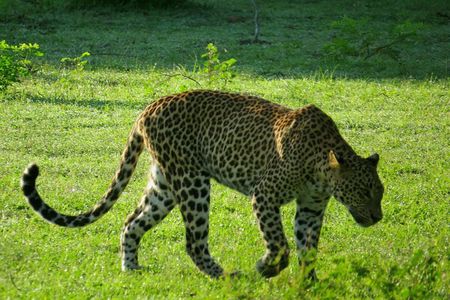 Yala National Park Safari from Ella 