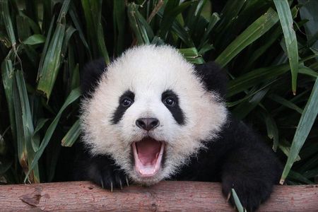 Private Panda Tour with Cooking Class One-day Trip