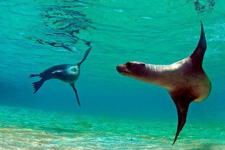 Full Day Tour Pinzon Island + La Fe/Las Palmas - Snorkeling & Fishing