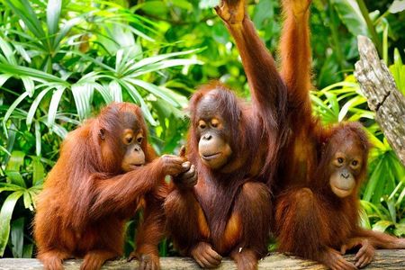 Orang Utan Island Day Tour