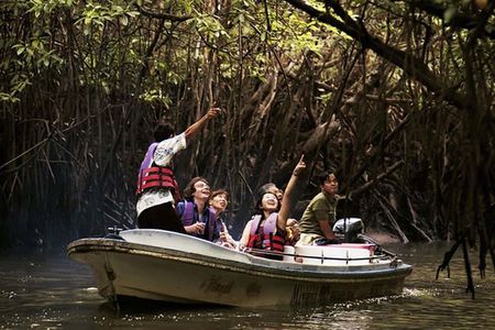 Mangrove Forest Tour In Langkawi
