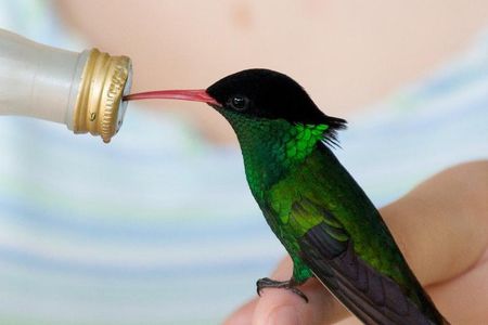 Rockland Bird Sanctuary Tour [Transportation] Hotel Pick-Up