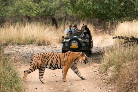 8 Days Golden Triangle with Ranthambore & Udaipur Tour 