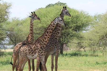 3 Days Tanzania Budget Safari - Tarangire, Ngorongoro, Manyara