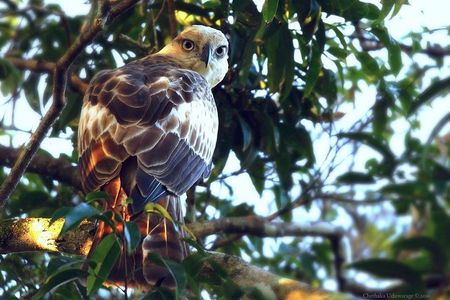 Yala Safari by Yala Safari Wonders