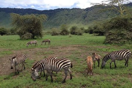 5-Day Tanzania Safari: Tarangire, Serengeti, Ngorongoro & Manyara