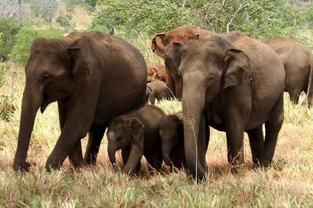 Full Day Shared Safari at Yala National Park by Yala La Safari Tours
