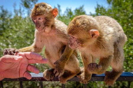 Gibraltar Inside Out Extended Tour 2.30hrs 