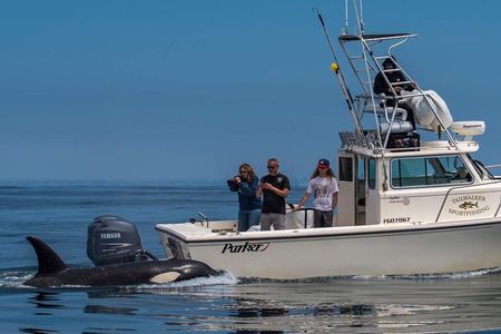 Private Family Whale & Dolphin Adventure in San Diego