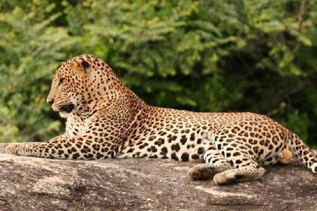 Evening Private Tour Safari at Yala National Park