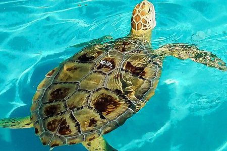 Turtle Hospital and Lower Florida Keys Day Trip from Key West