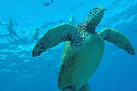 Hanauma Bay Guided Snorkel Tour (with guaranteed entrance time)