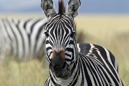 4-Day Safari from Arusha: Tarangire, Serengeti and Ngorongoro