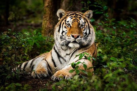 5 Nights 6 Days Private Golden Triangle Tour with Ranthambore