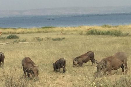 3 Day Murchison Falls NP Wildlife Tour, Chimps & Rhino Tracking. 
