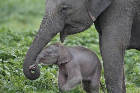 Private Half Day Tour: Udawalawe National Park with Elephant Transit Home Visit