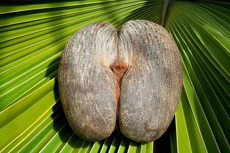 Full Day Discovery Tour of Vallee de Mai and Anse Lazio on Praslin Island