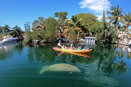 Mangroves and Manatees - Guided Kayak Eco Tour