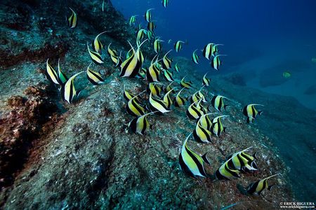 2-Tank Scuba Dive in Cabo San Lucas Reserve for Certified Divers