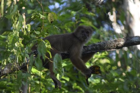 Monkey island and canopy bridge