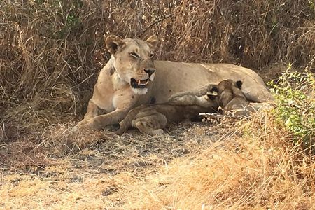 2 Days 1 Night Mikumi National Park