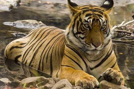 3N/4D Private Wildlife & Taj Mahal Tour from Jaipur