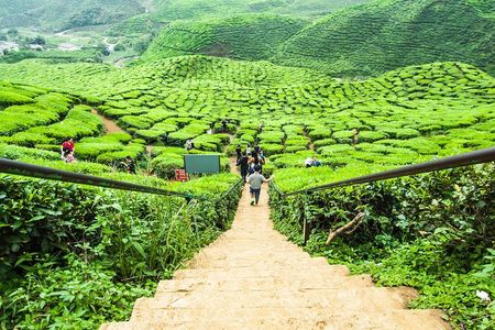 Private: Cameron Highlands 2 days 1 night Trip
