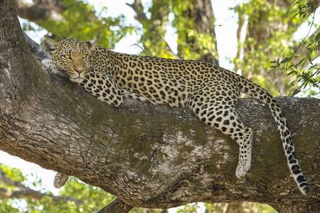 Morning 07 Hour Private Safari at Yala National Park by Yala La Safari Tours