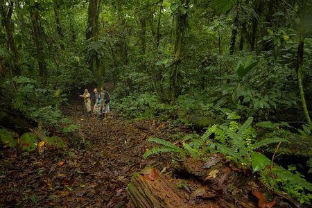 Jungle Expedition through The Childrens Eternal Rainforest