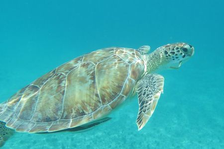Small Group Sea Turtle Tour (Guaranteed to see turtles)