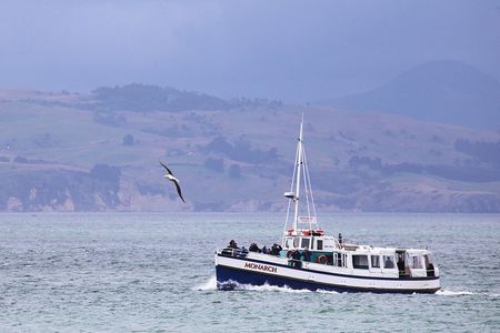 Otago Peninsula Wildlife Cruise with Monarch