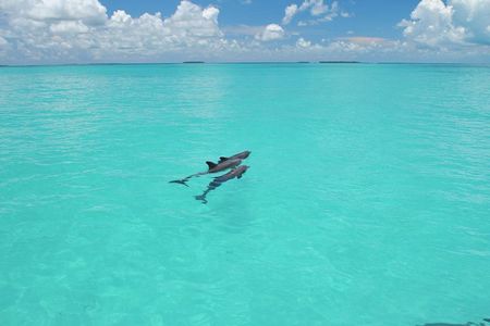 Key West Dolphin Watch and Snorkel Tour - Eco Adventure