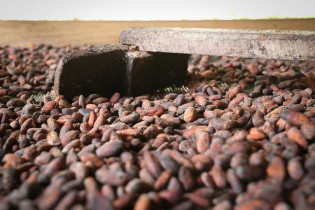 Chocolate & Coffee Farm Experience