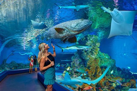 Cairns Aquarium Admission Ticket