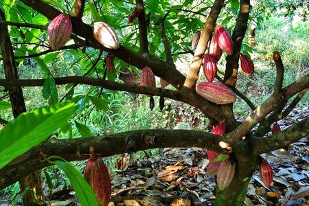 Chocolate Tour Standard #1: Transportation Included without Lunch