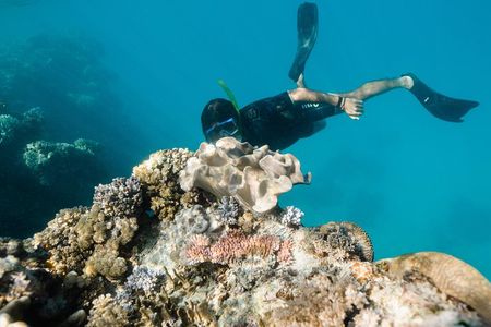 Full Day Snorkel the Great Barrier Reef - From Hamilton Island