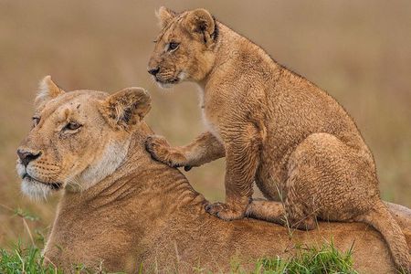 4 days Maasai Mara-Nakuru Mid-Range