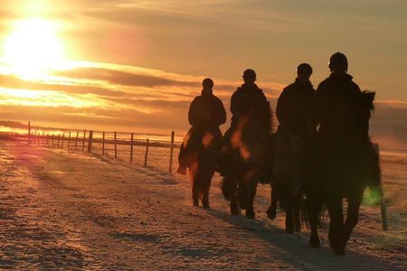 One-Hour Horseback Riding Tour in the Icelandic Countryside