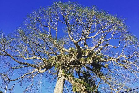 Individuelle Regenwald Tour 