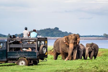 Minneriya Elephant Safari wth Sigiriya & Dambulla Cave Temples Full Day Tour