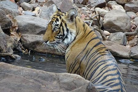 Rajasthan Wildlife Tour