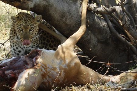 Authentic Safari